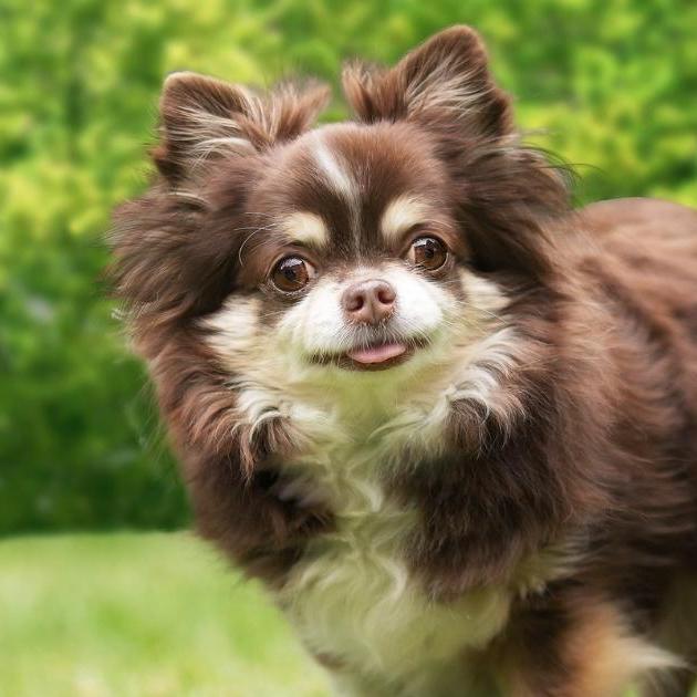 Chihuahuas und andere Kleinhunde