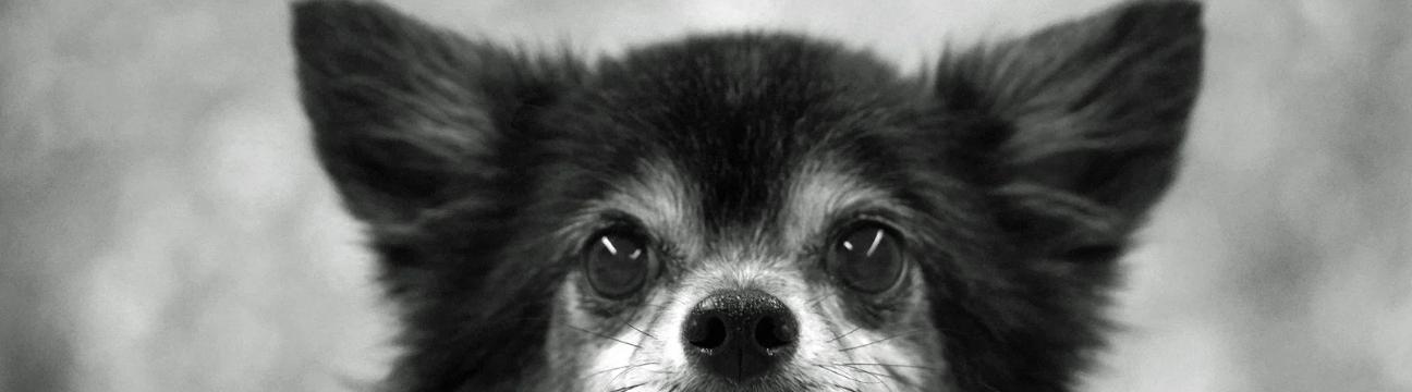 Chihuahuas und andere Kleinhunde